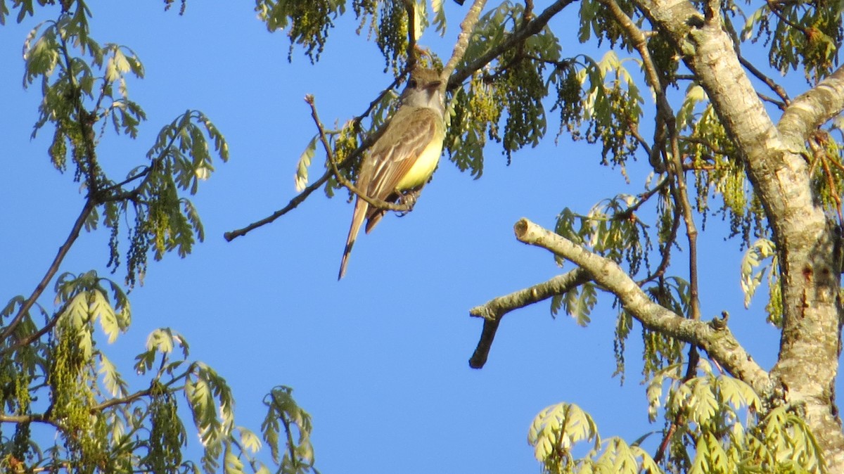 Great Crested Flycatcher - ML556617931