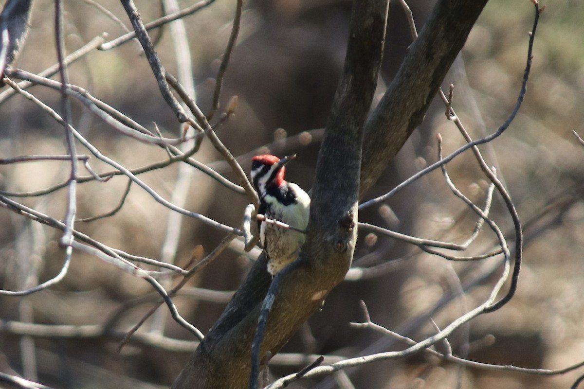 Yellow-bellied Sapsucker - ML556618821