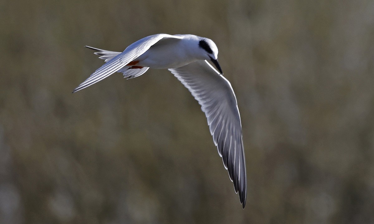 Forster's Tern - ML556620271