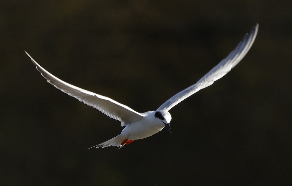 Forster's Tern - ML556620311