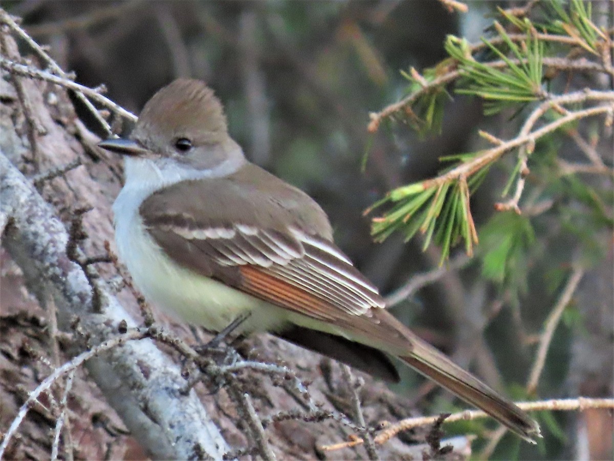 Ash-throated Flycatcher - ML556621151