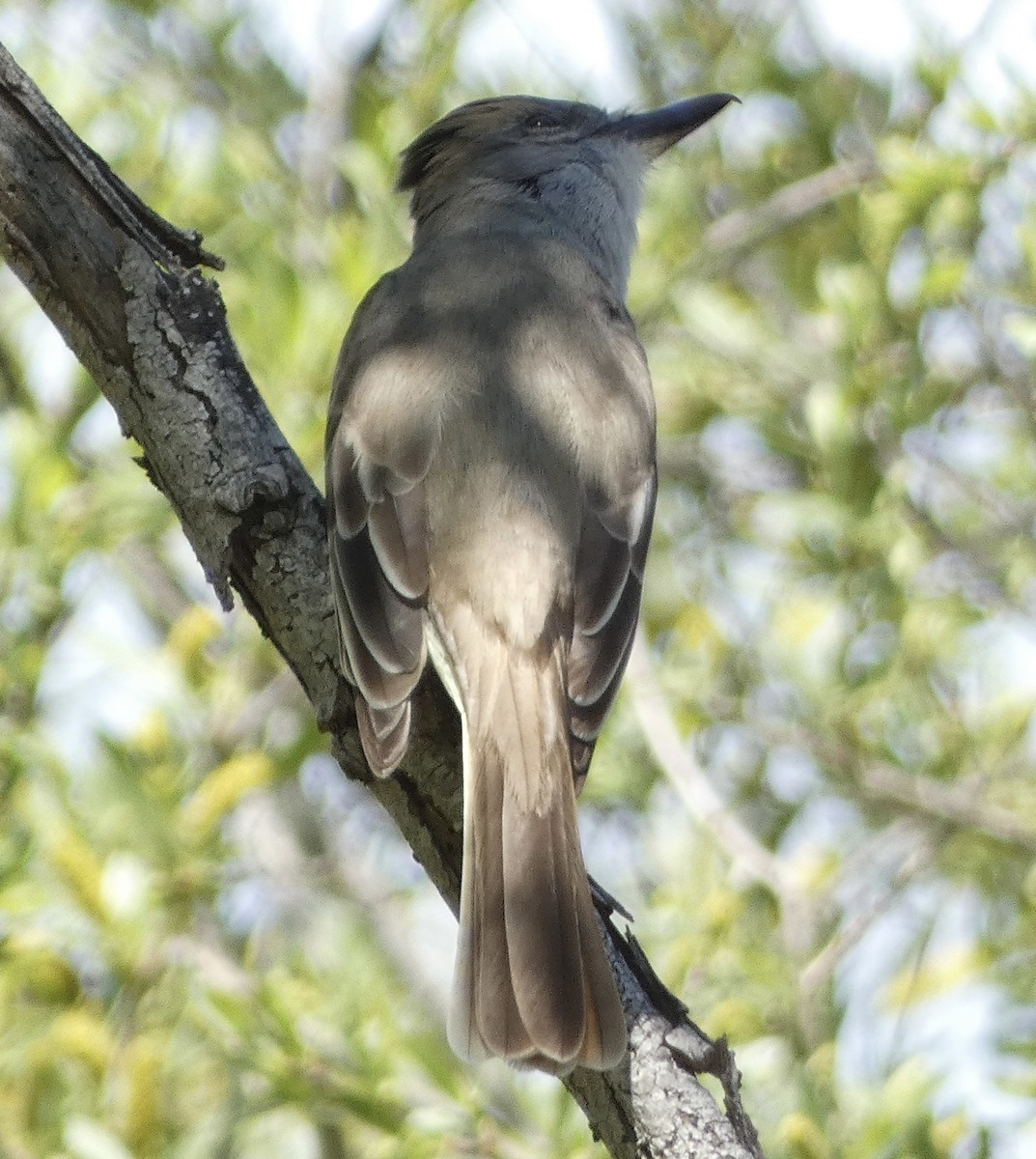 Brown-crested Flycatcher - ML556621621