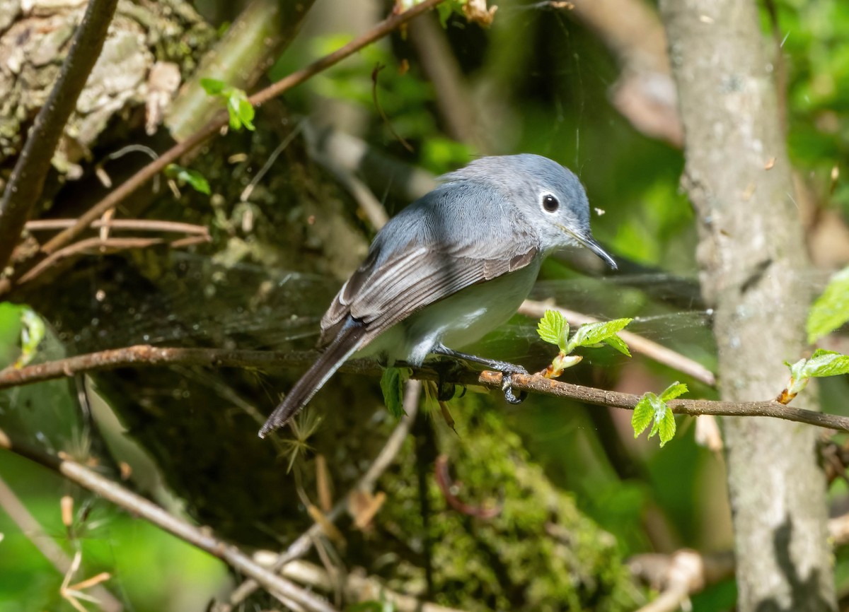 Blue-gray Gnatcatcher - Eric Bodker