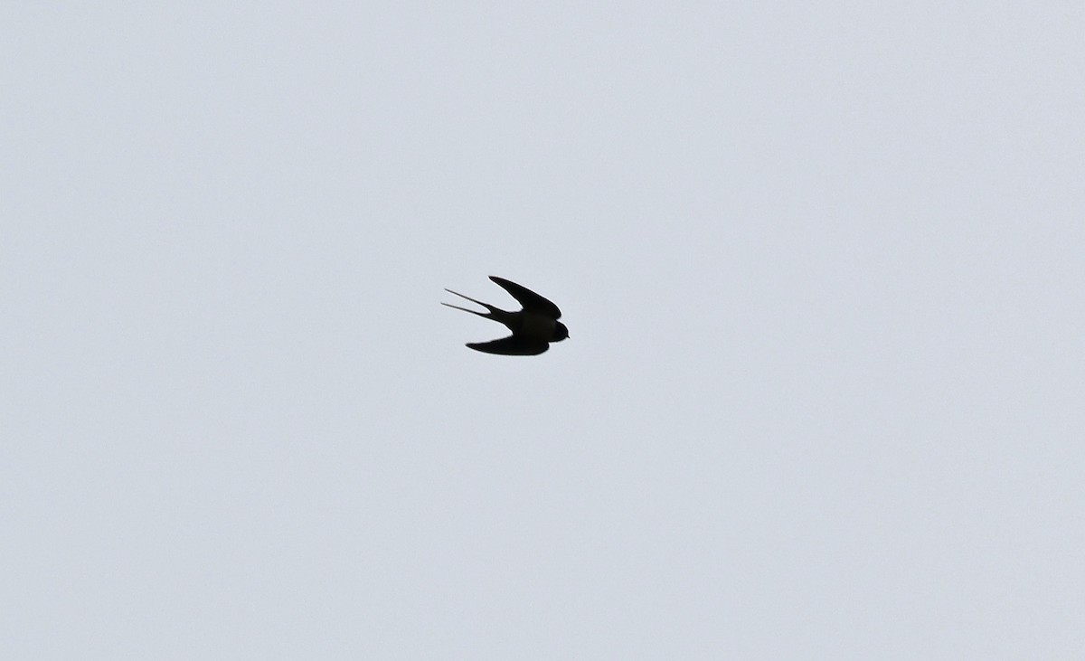 Barn Swallow - Paul Chapman