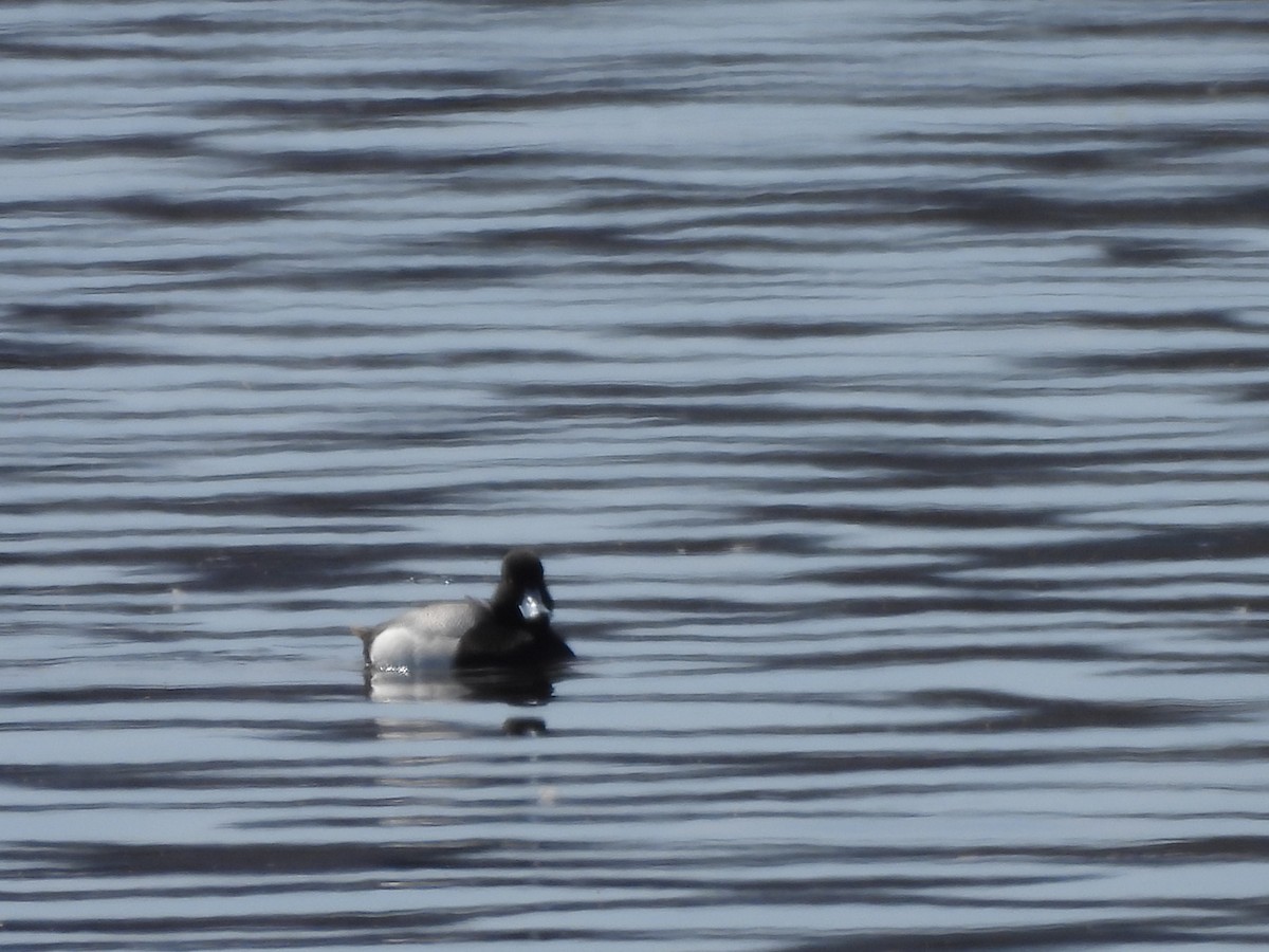 ML556622321 - Lesser Scaup - Macaulay Library