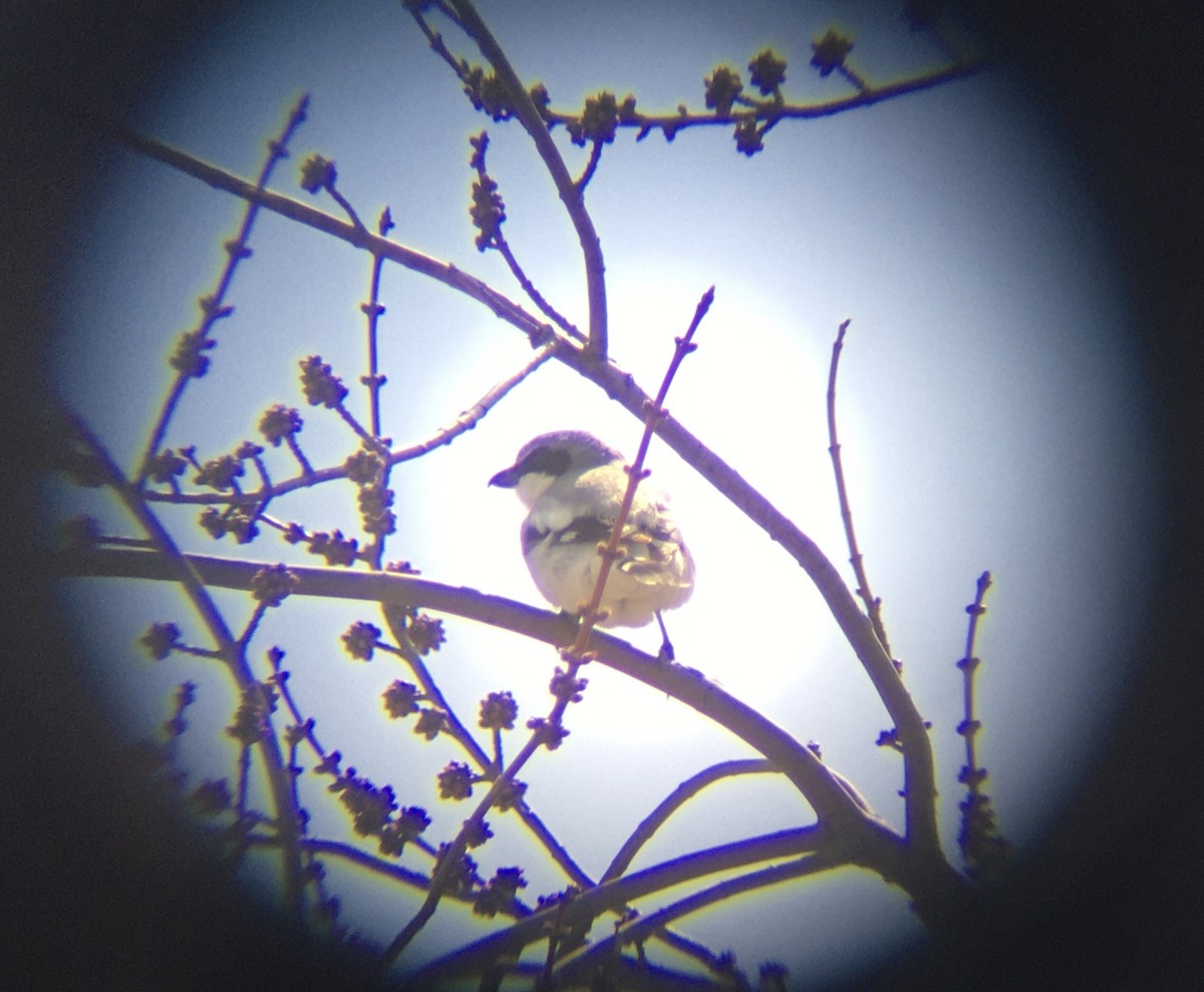 Loggerhead Shrike - ML556623241