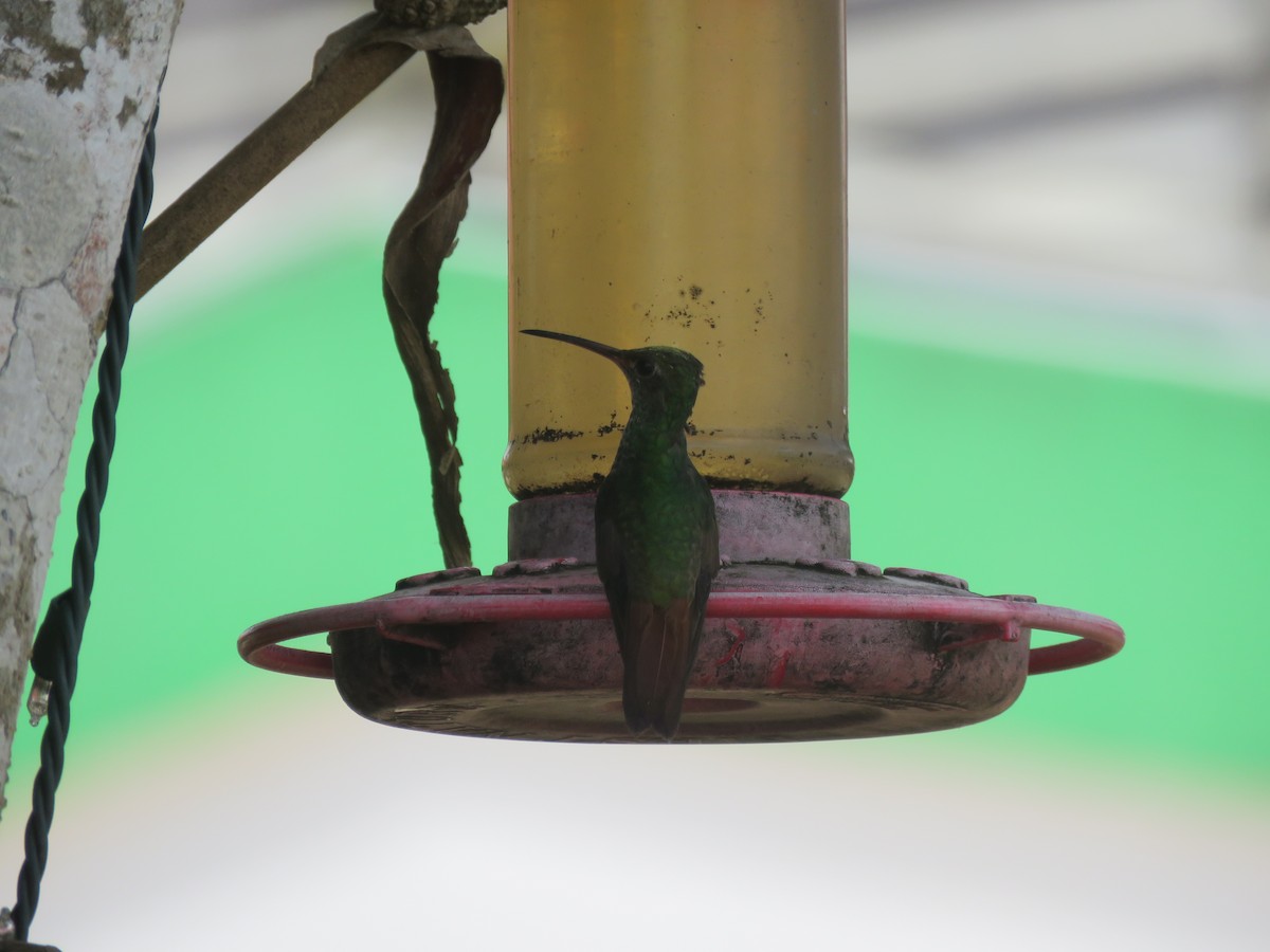 Rufous-tailed Hummingbird - ML556623321