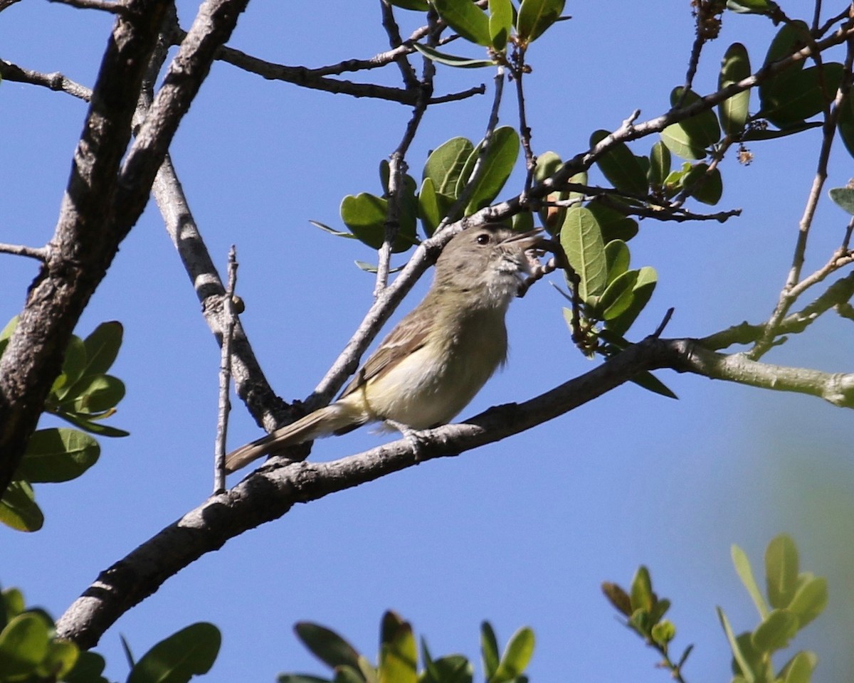 Bell's Vireo (Arizona) - Laurens Halsey