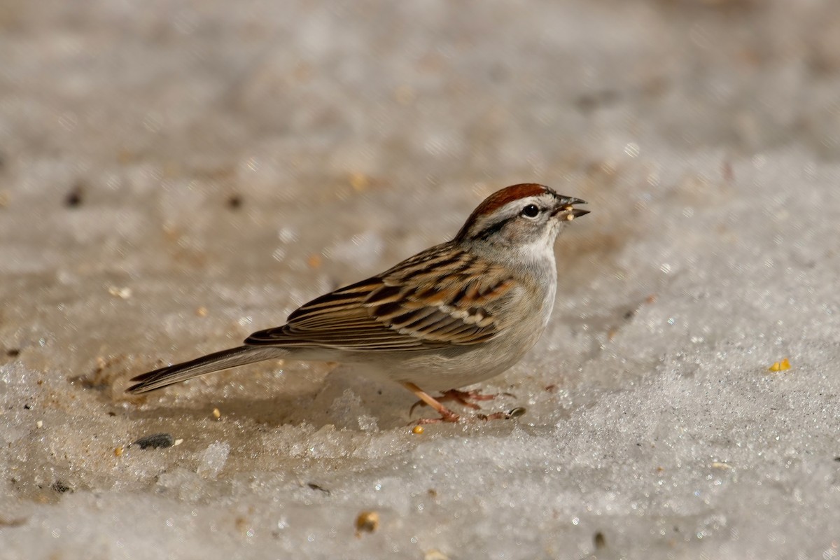 Chipping Sparrow - ML556624991