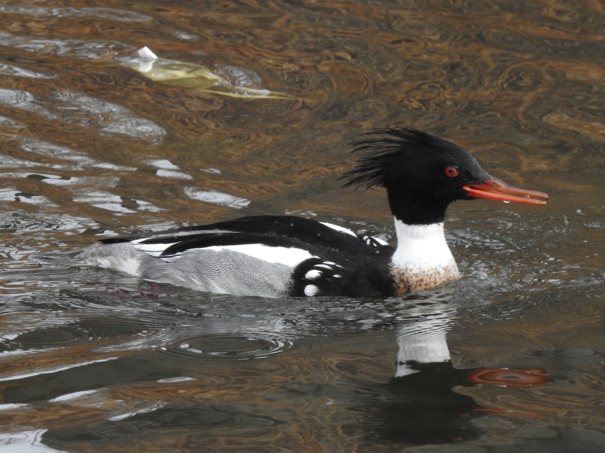 Red-breasted Merganser - ML556625161