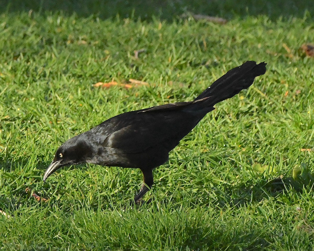 Great-tailed Grackle - ML556625461