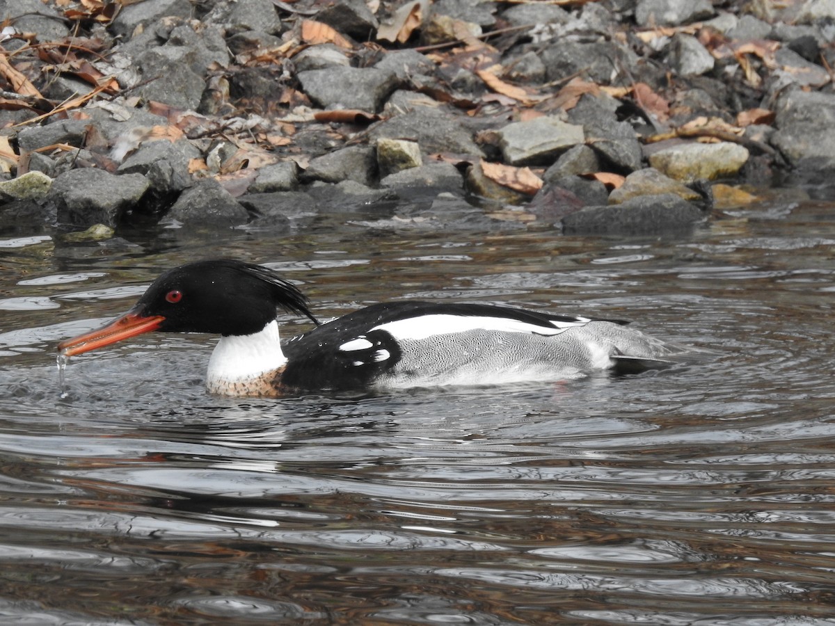 Red-breasted Merganser - ML556625471