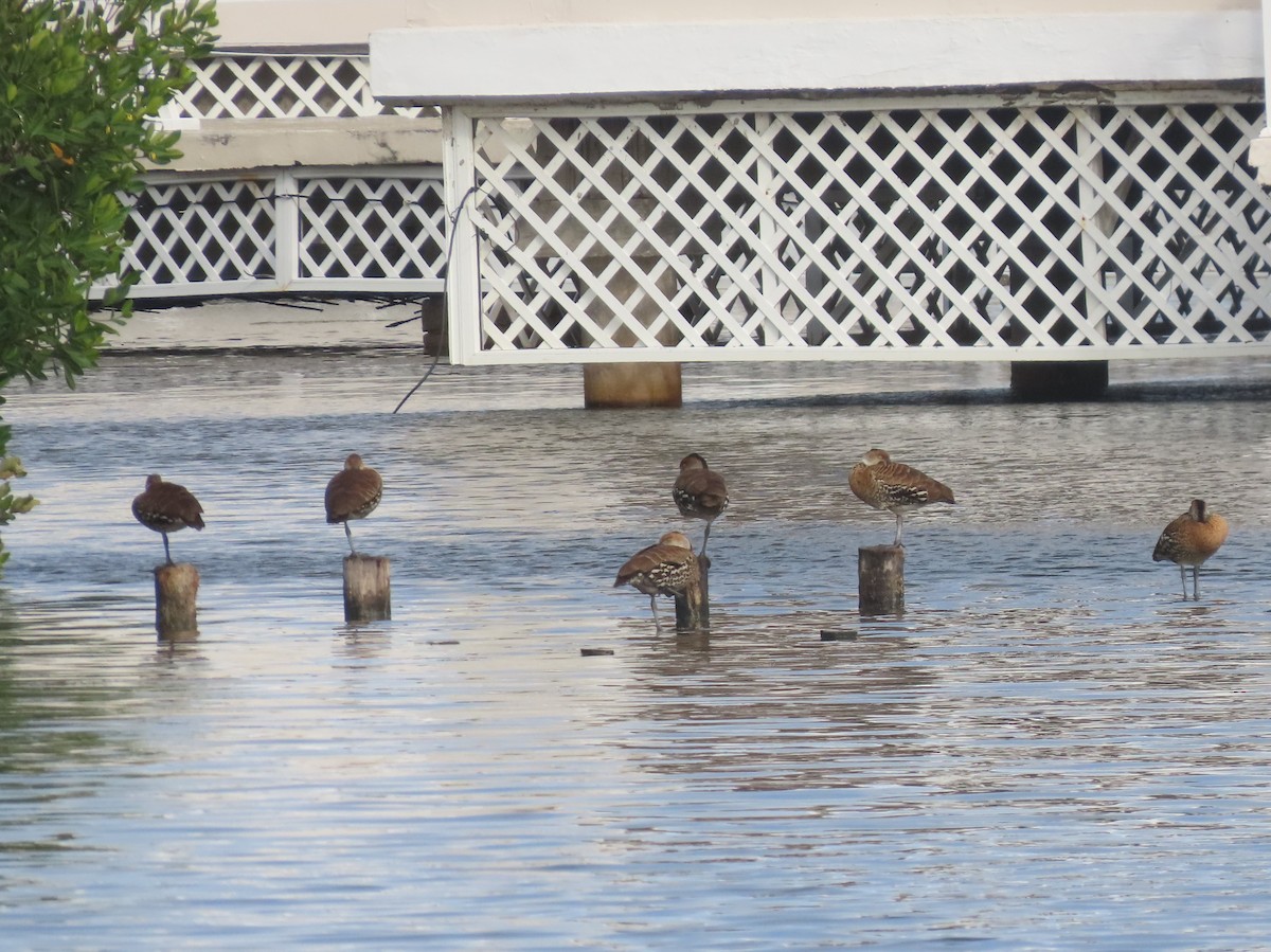 West Indian Whistling-Duck - Pamela Hunt