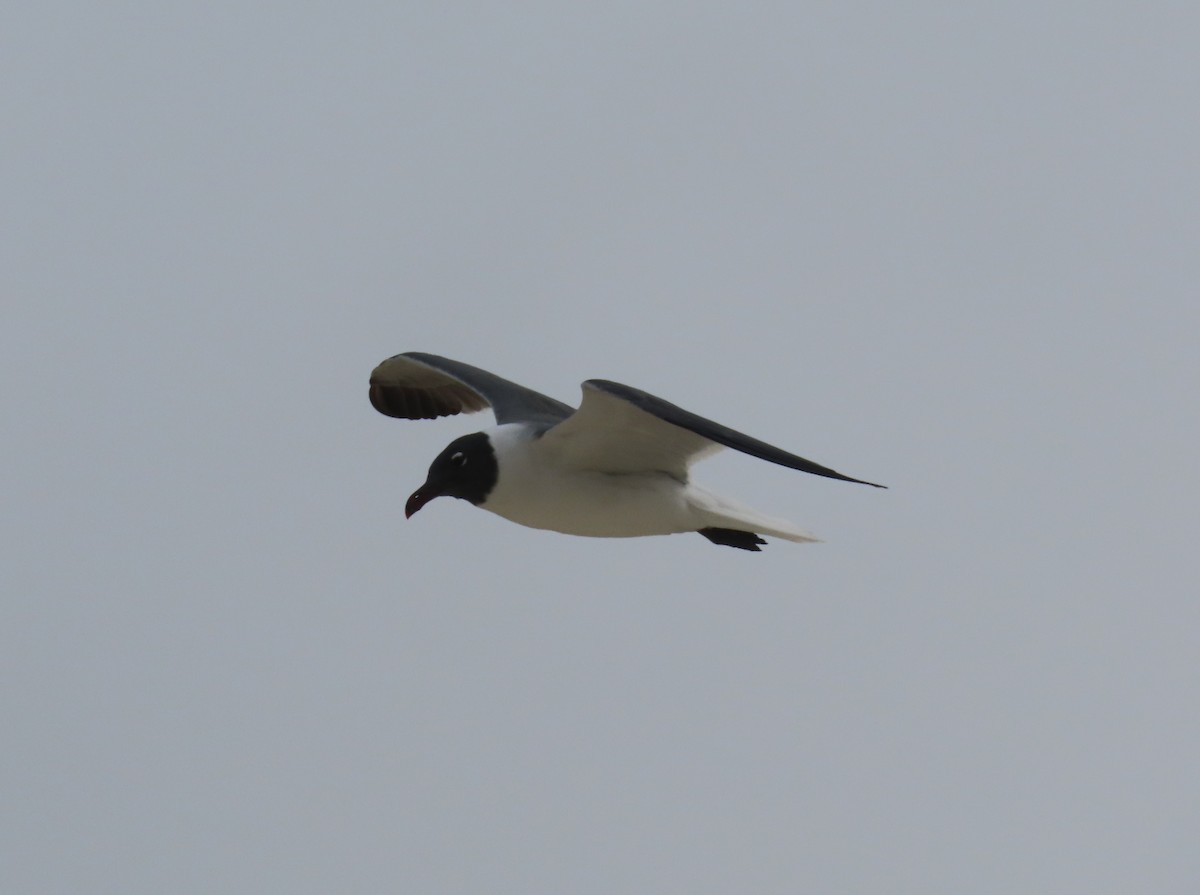 Laughing Gull - Pamela Hunt