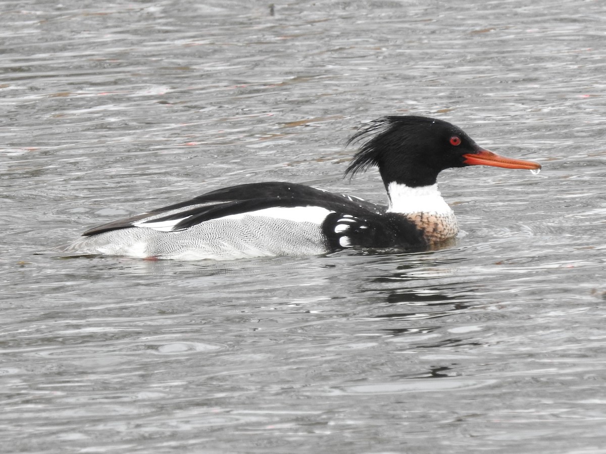 Red-breasted Merganser - ML556625981