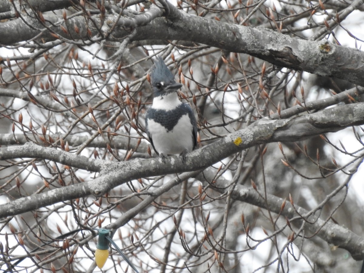 Belted Kingfisher - ML556626111