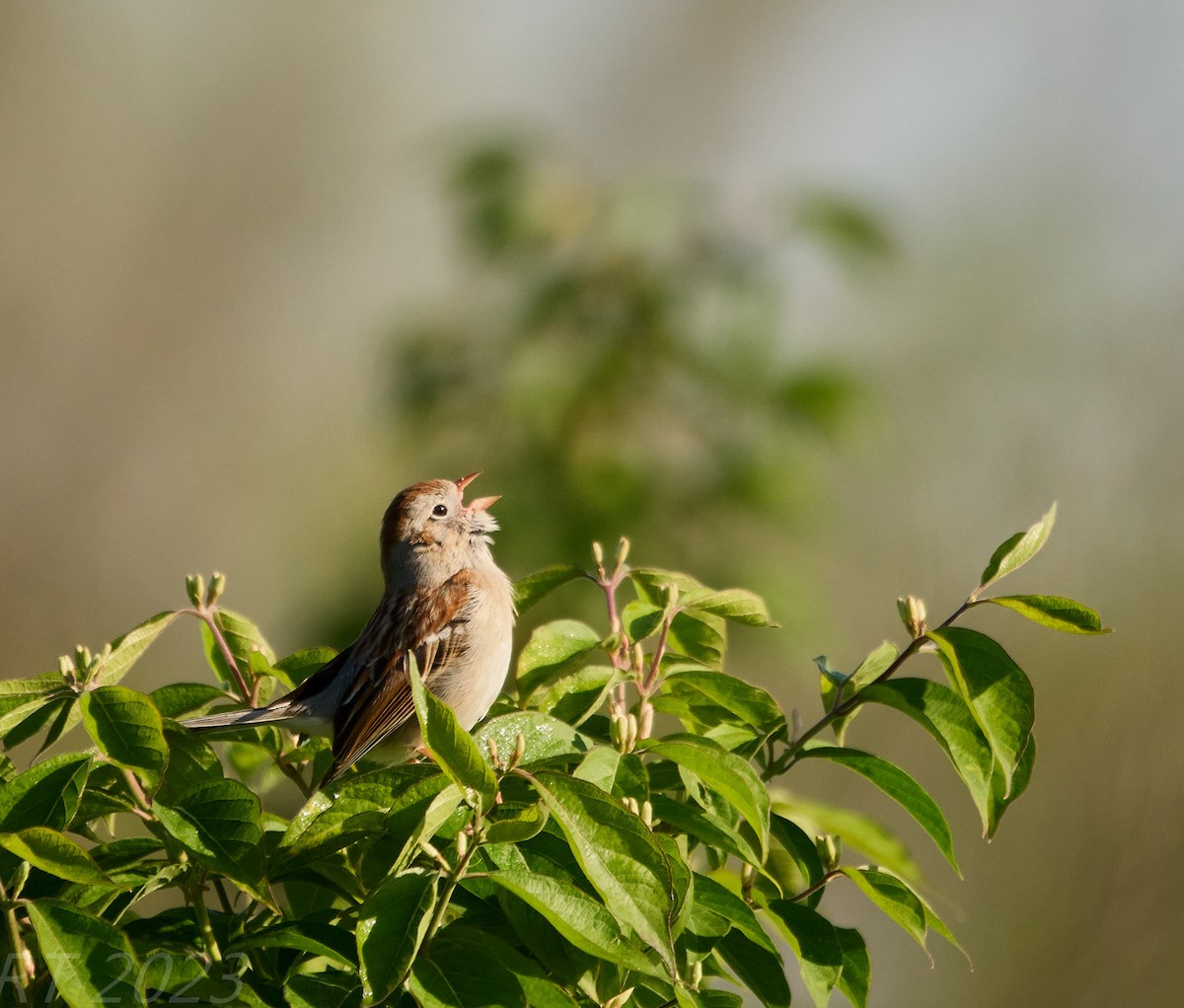 Field Sparrow - ML556626651