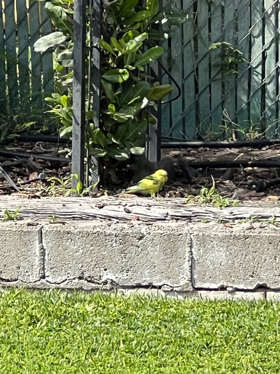 Budgerigar (Domestic type) - ML556626701