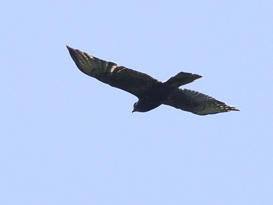 Zone-tailed Hawk - ML556626811