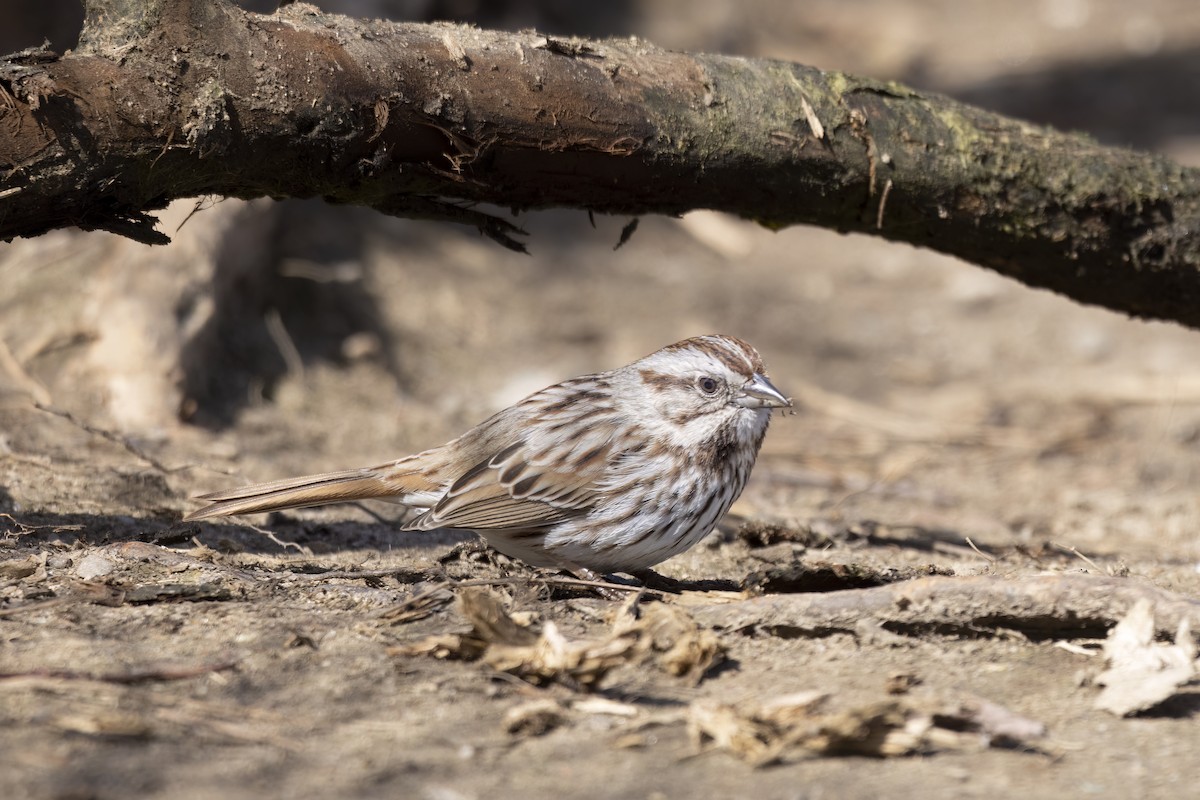 Song Sparrow - ML556627521