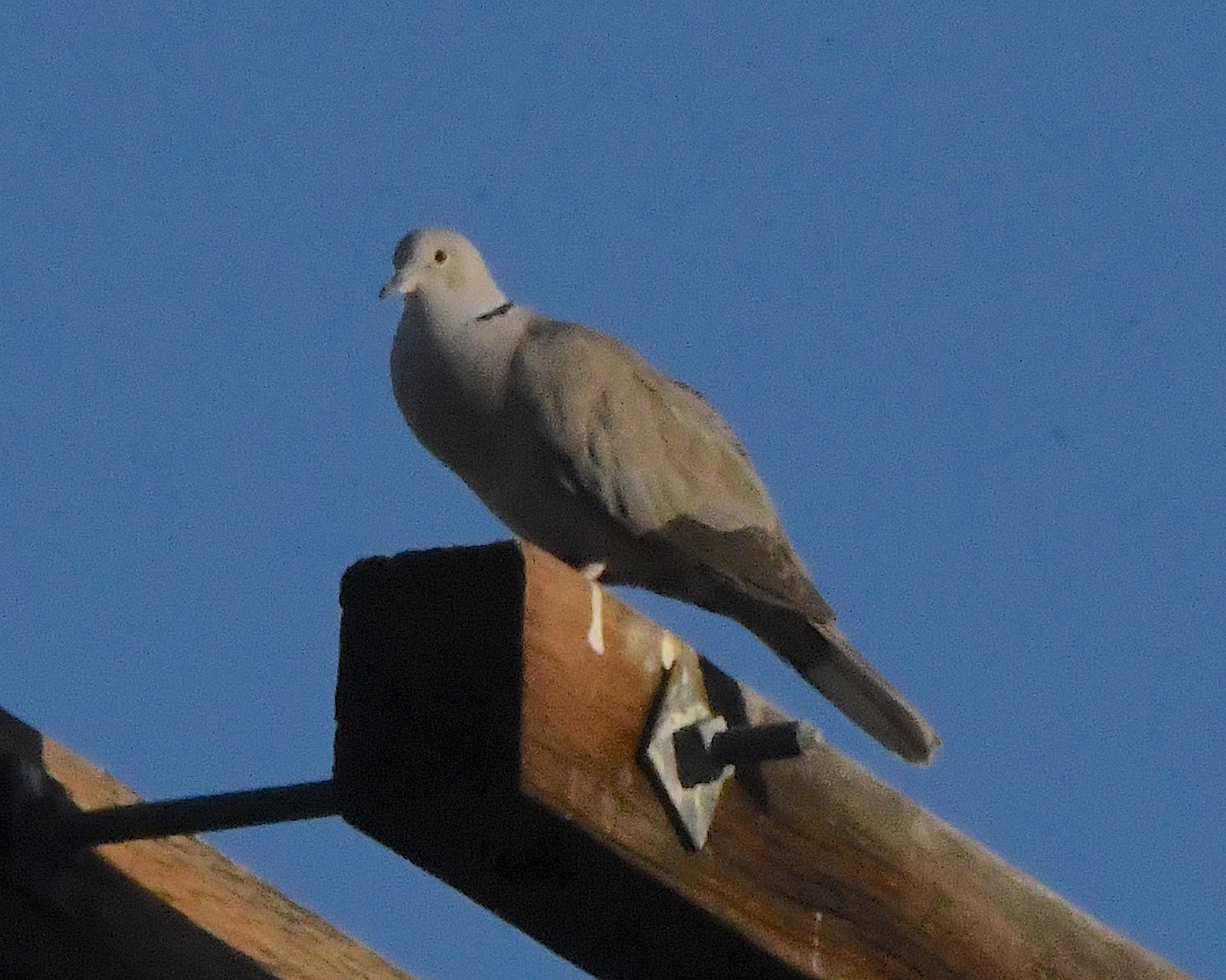 Eurasian Collared-Dove - ML556627701
