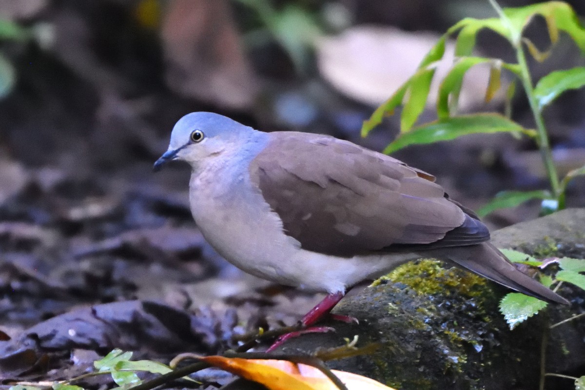 Gray-headed Dove (Gray-headed) - Richard Guillet