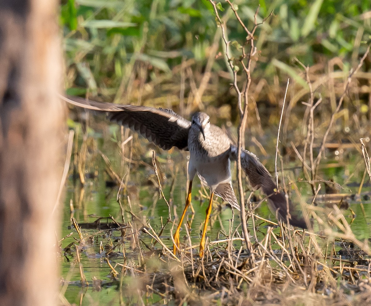 Lesser Yellowlegs - ML556627951