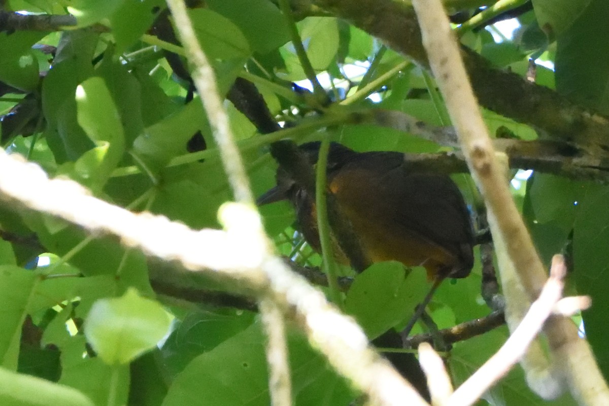 Scaled Antpitta - Richard Guillet