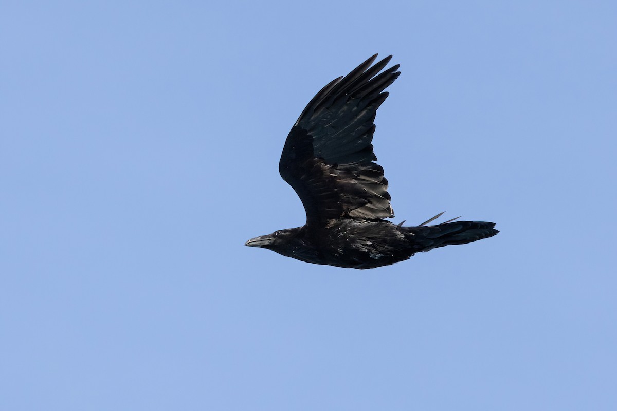 Common Raven - ML556628331