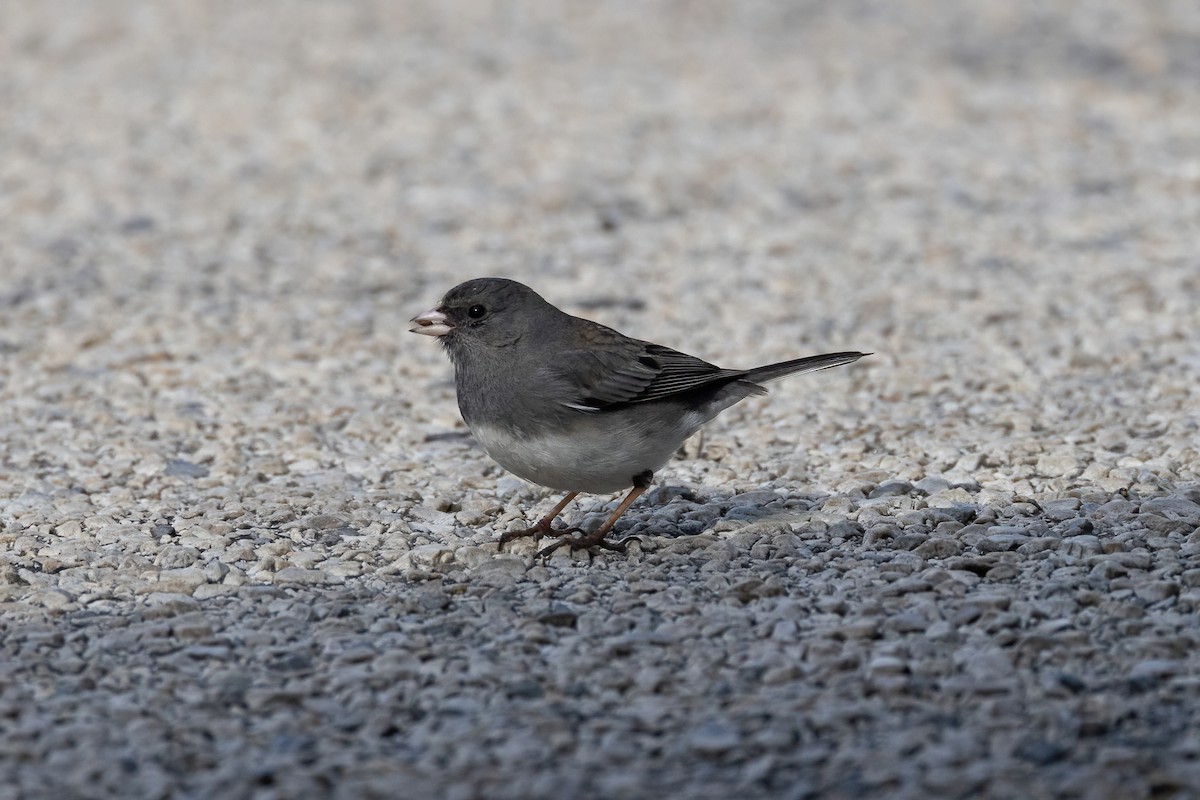 Dark-eyed Junco (Slate-colored) - MI YU