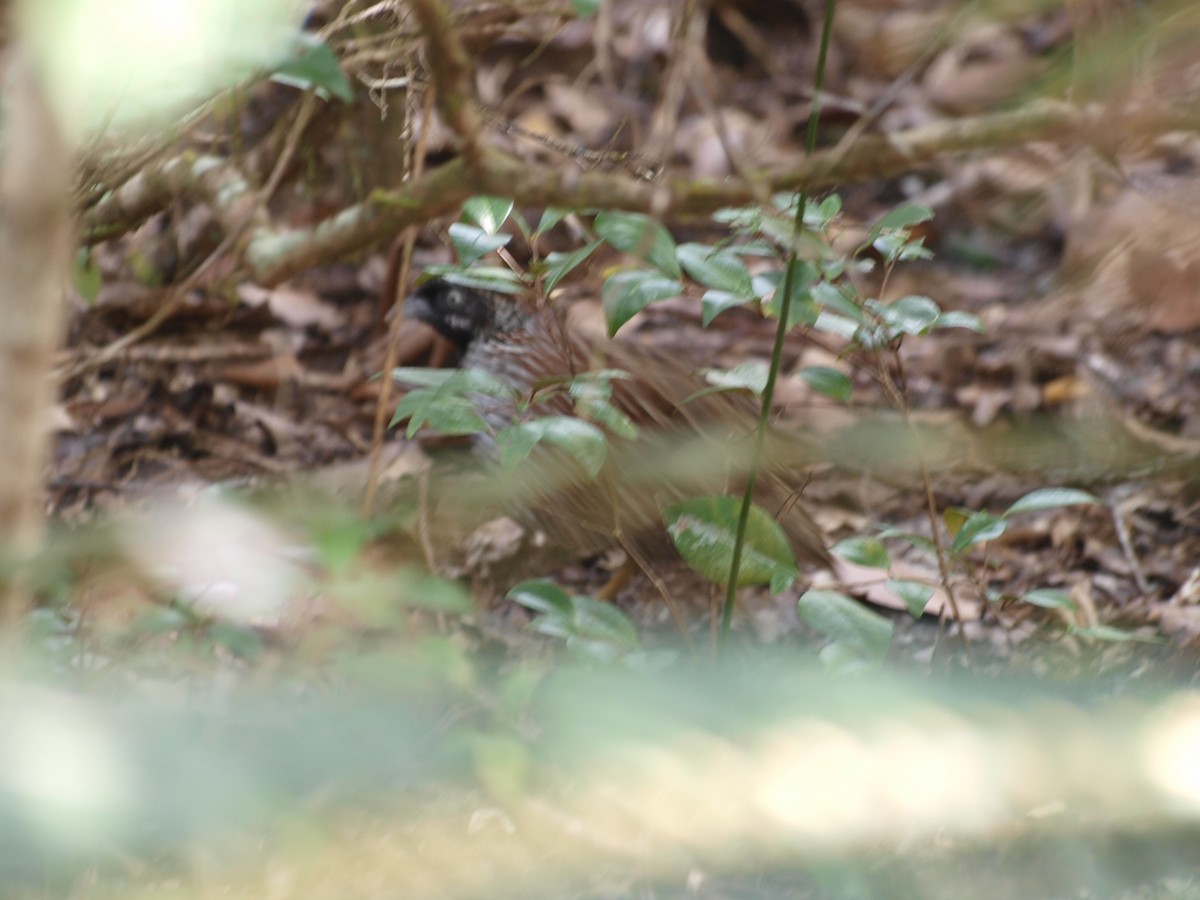 Black-breasted Buttonquail - ML55662851