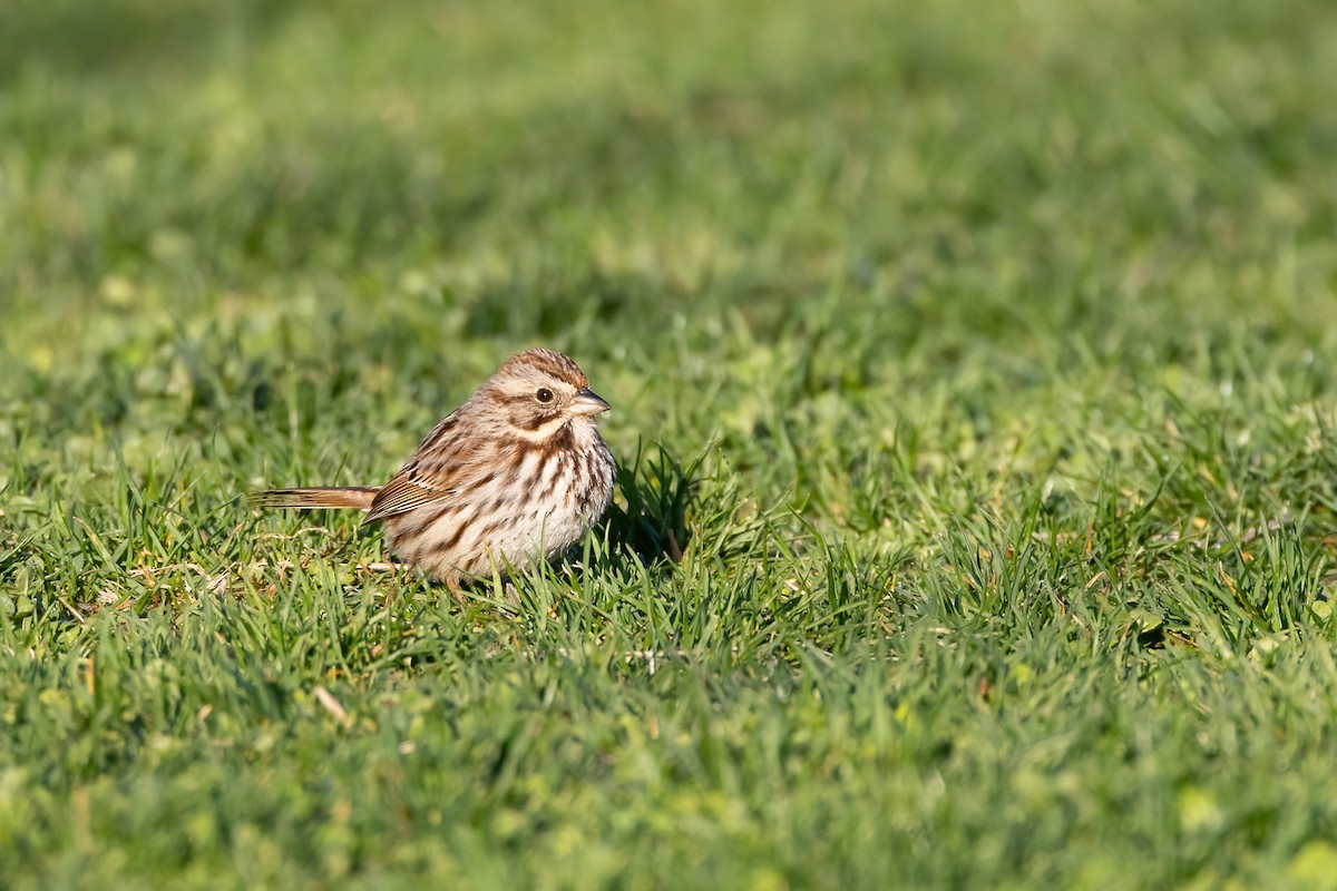 Song Sparrow - ML556628521