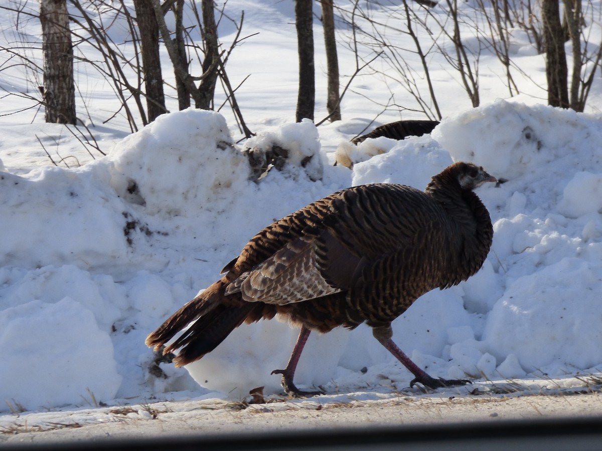 Wild Turkey - ML556628581