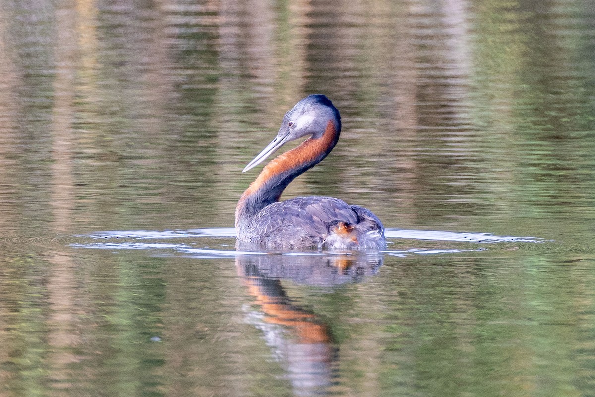 Great Grebe - ML556628731