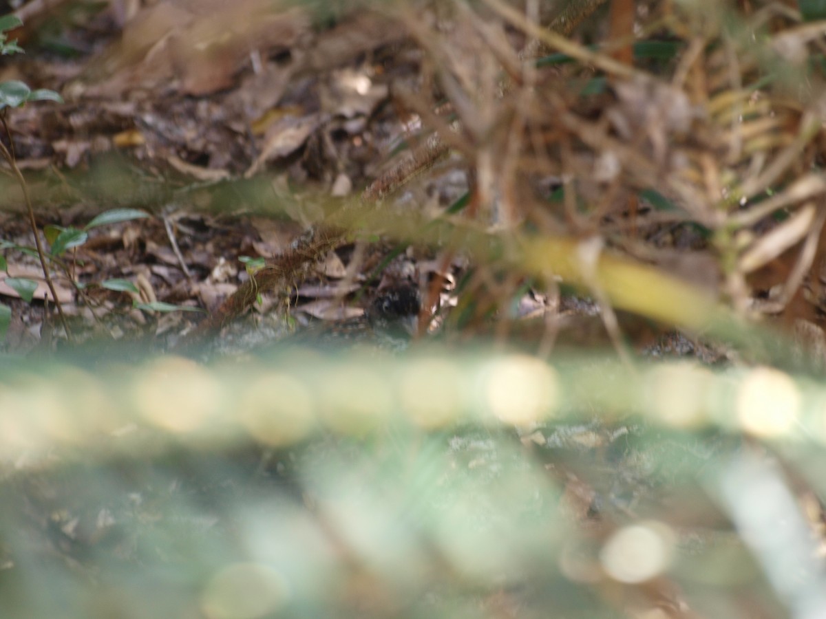 Black-breasted Buttonquail - ML55662881