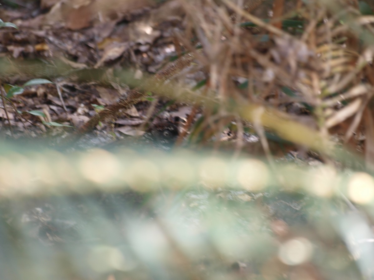 Black-breasted Buttonquail - ML55662891