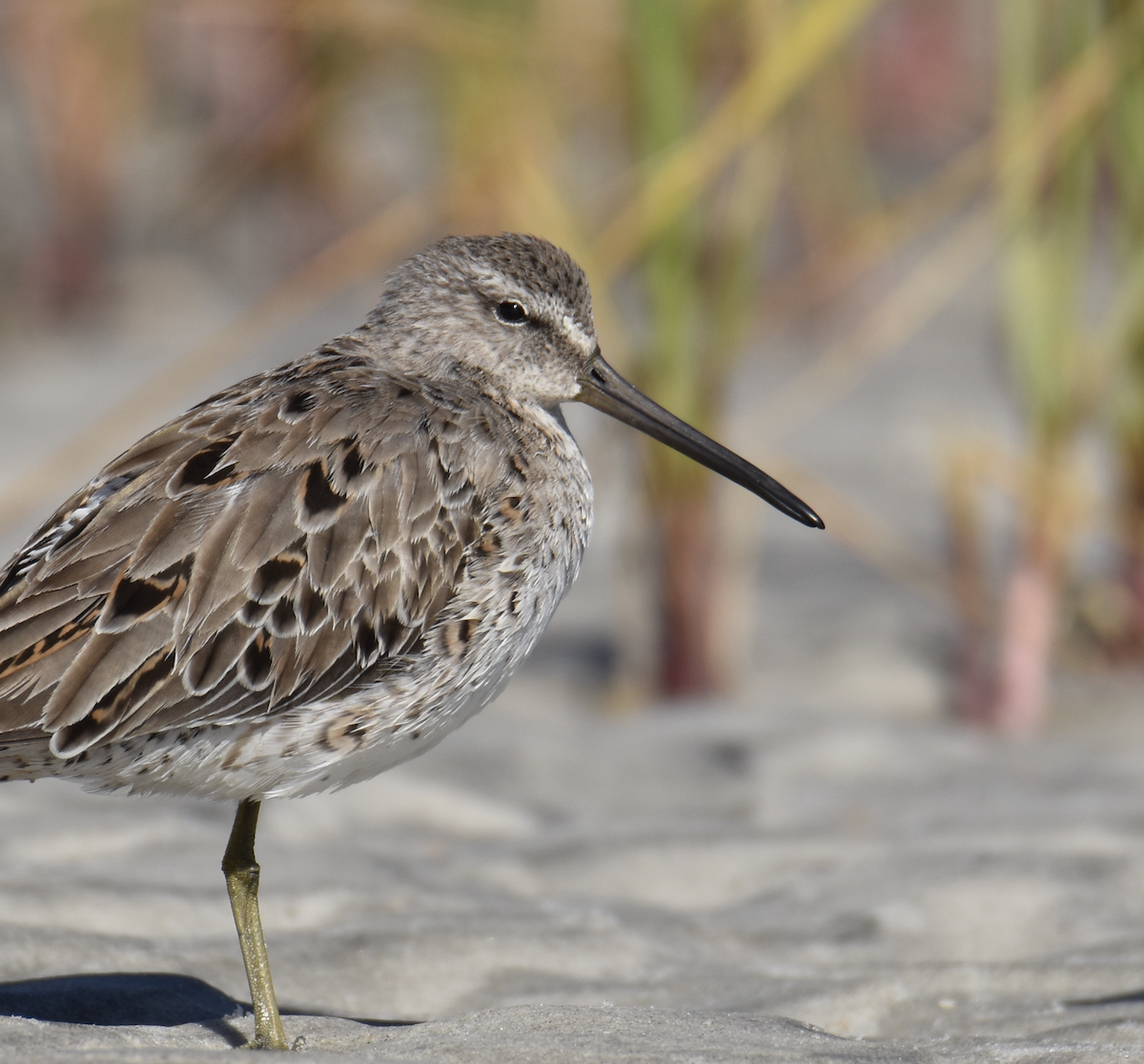 Short-billed Dowitcher - Anonymous