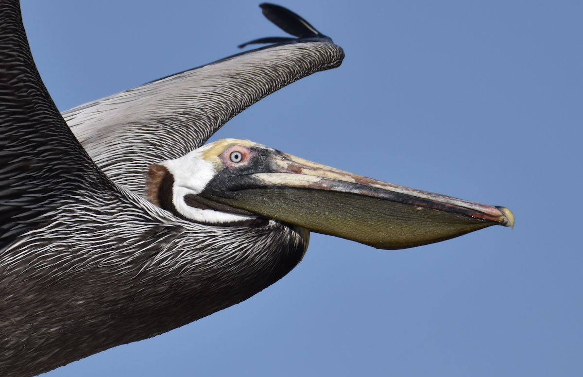 Brown Pelican - ML556629561