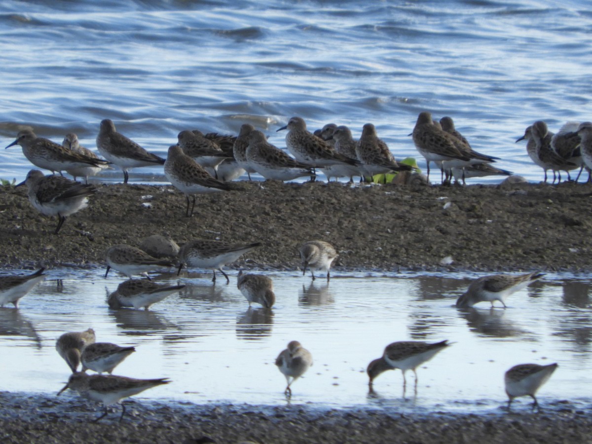 Pectoral Sandpiper - ML556629941