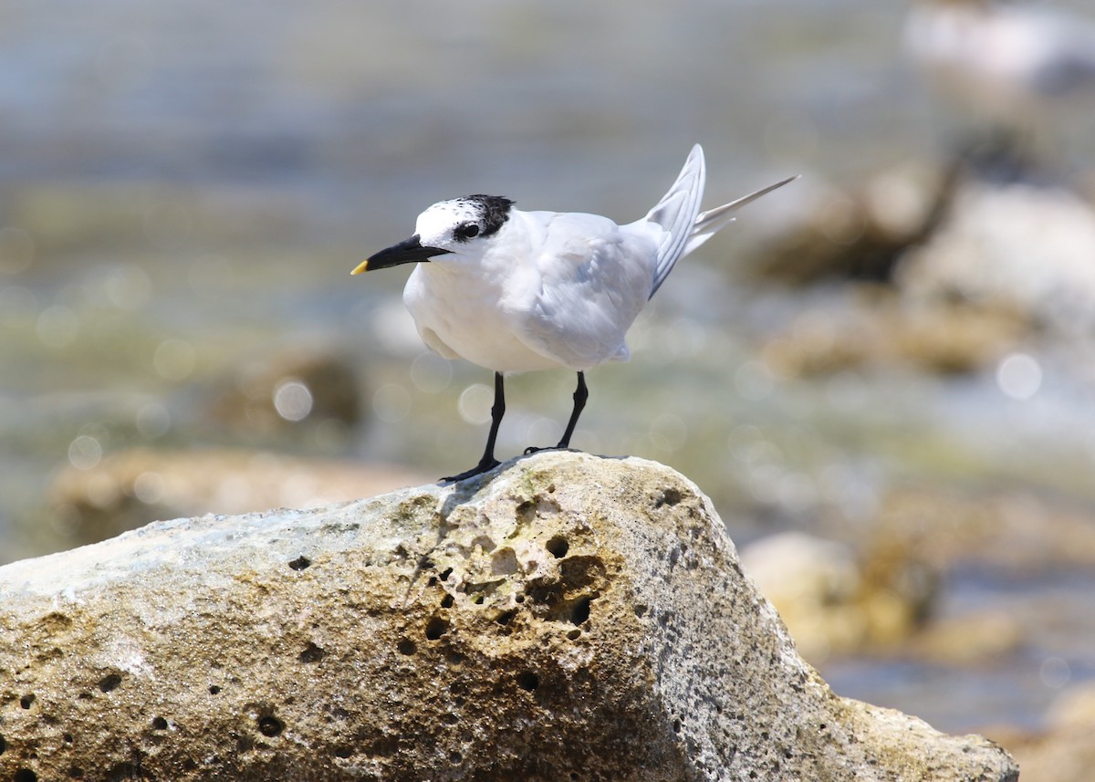 Sandwich Tern (Cabot's) - ML556630731