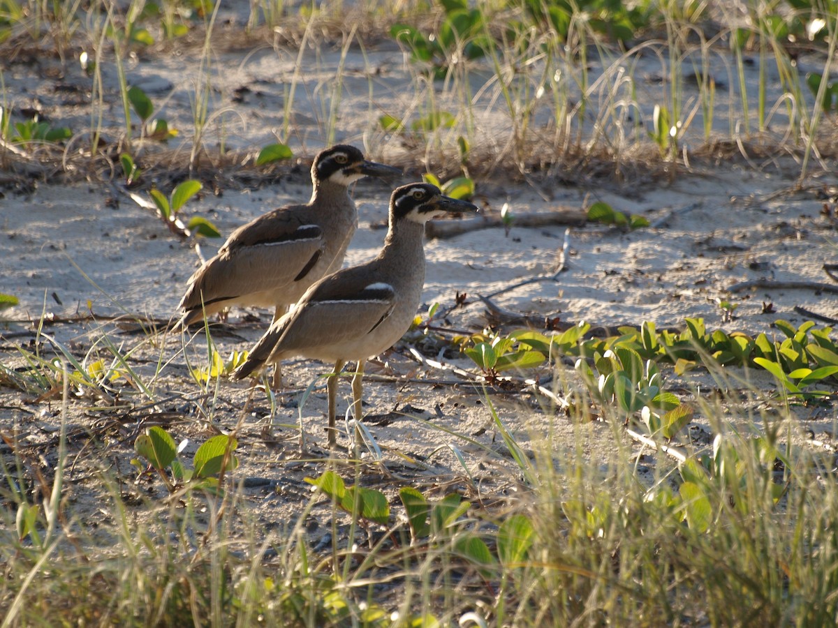 Beach Thick-knee - ML55663181
