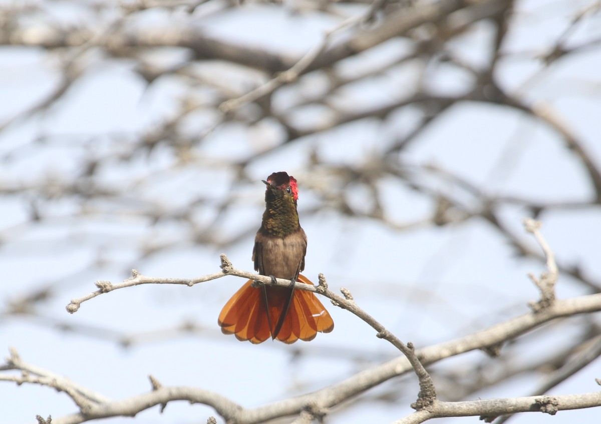 Ruby-topaz Hummingbird - ML556631821