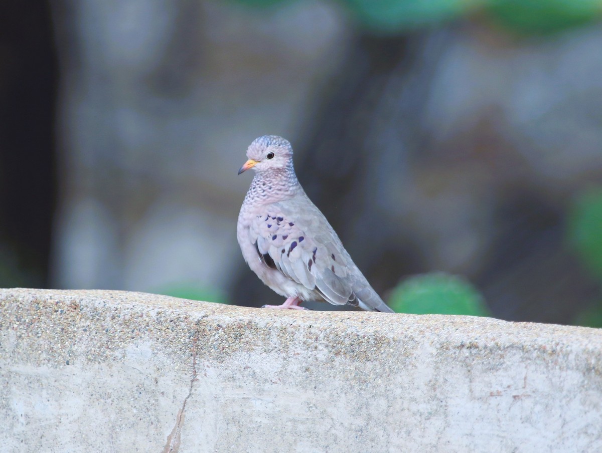 Common Ground Dove - ML556632431