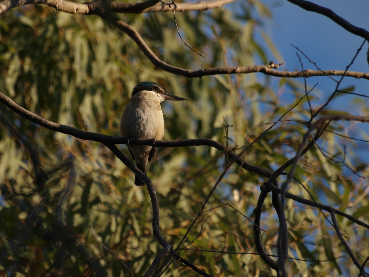 Sacred Kingfisher - ML55663311