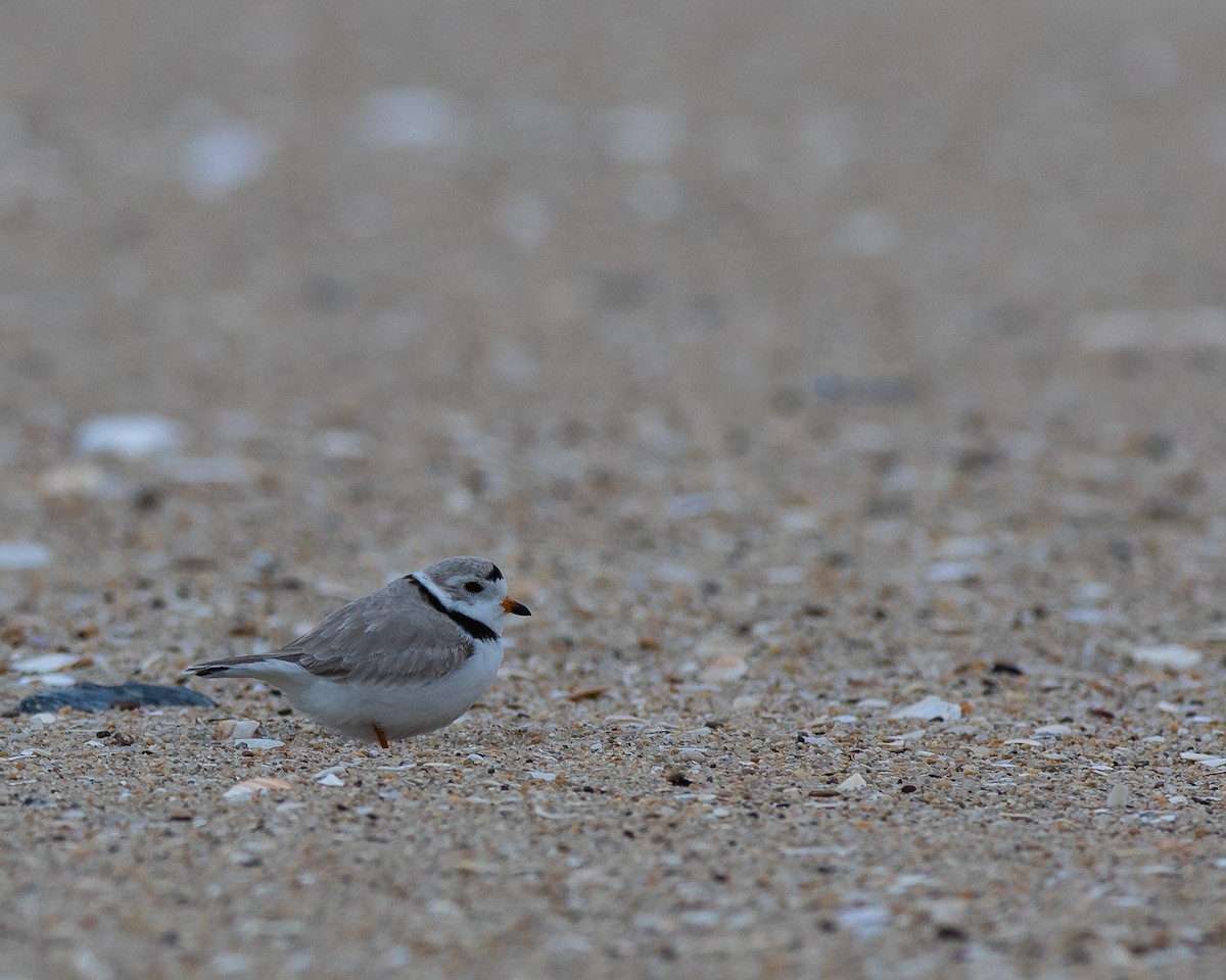 Piping Plover - ML556633441