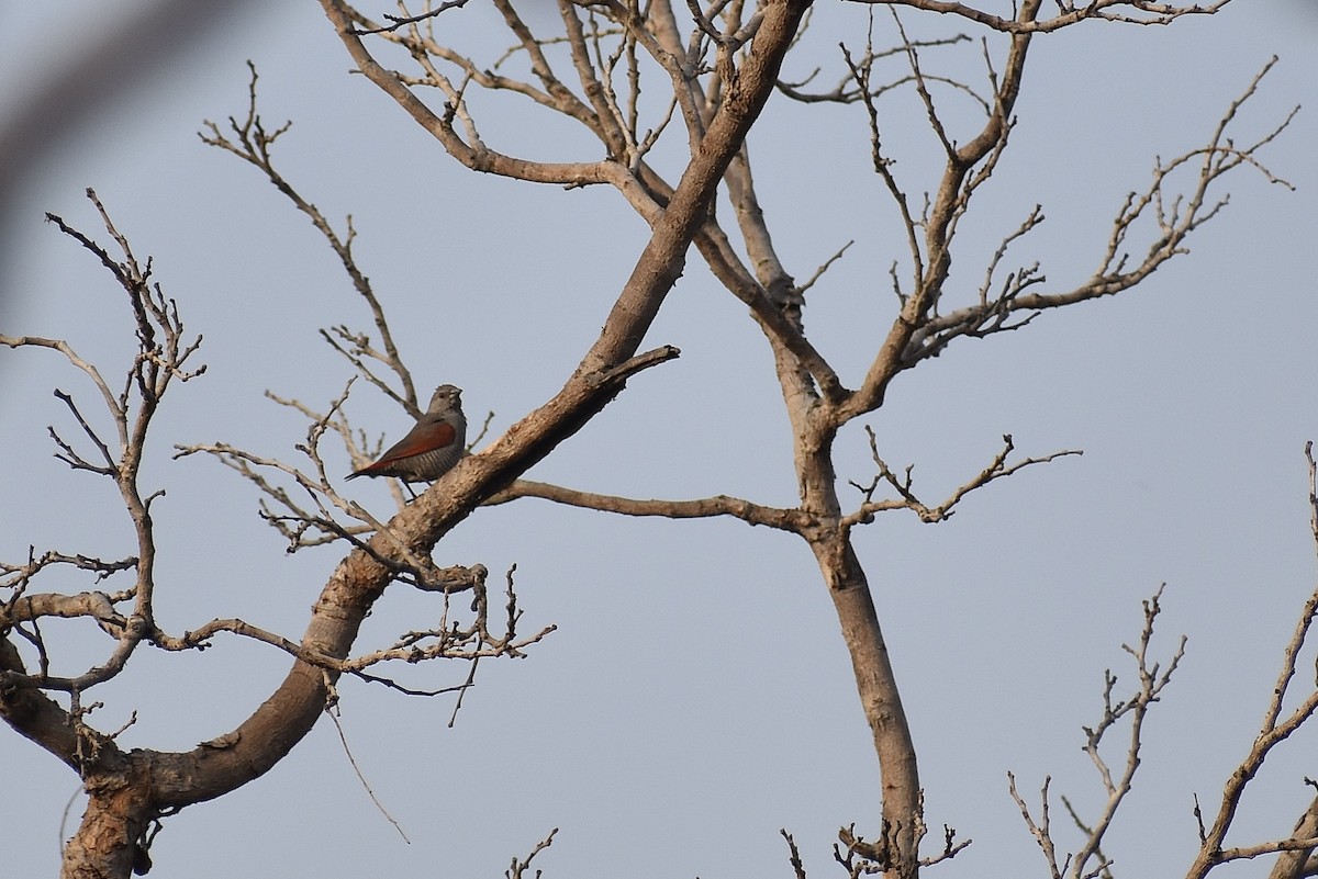 Red-winged Pytilia - Mehdi Sadak