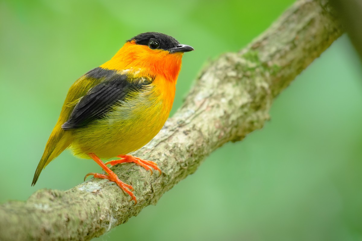 Orange-collared Manakin - ML556634011