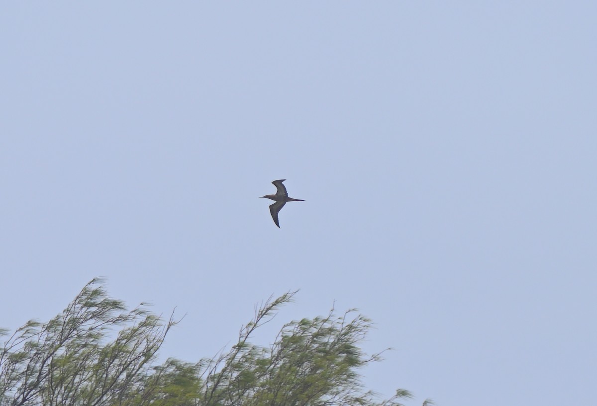 Brown Booby - ML556635361