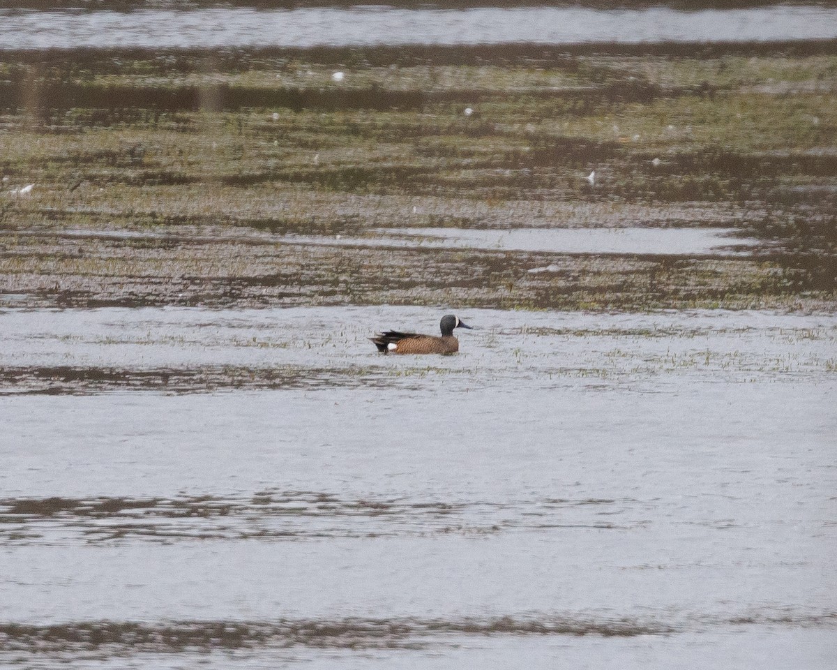 Blue-winged Teal - ML556635451