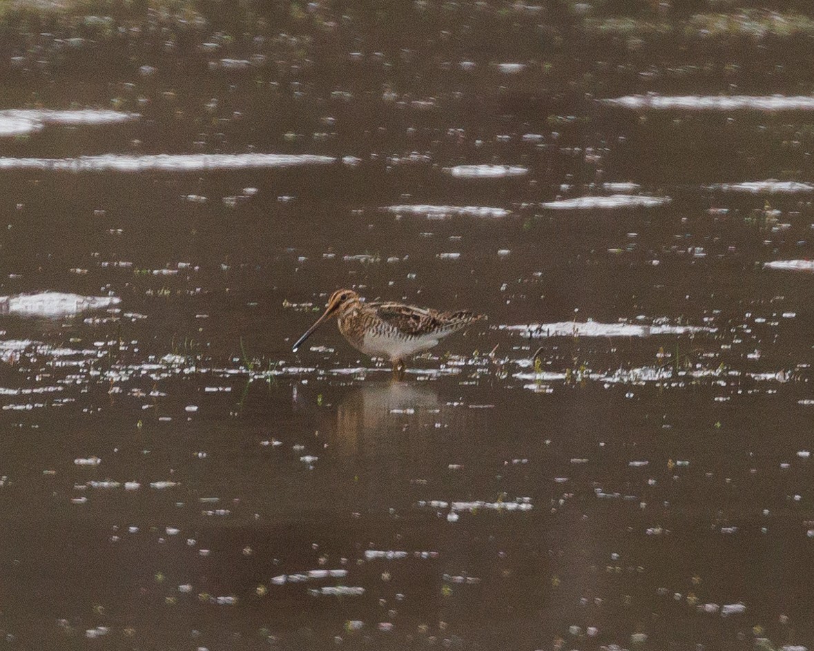 Wilson's Snipe - ML556635601